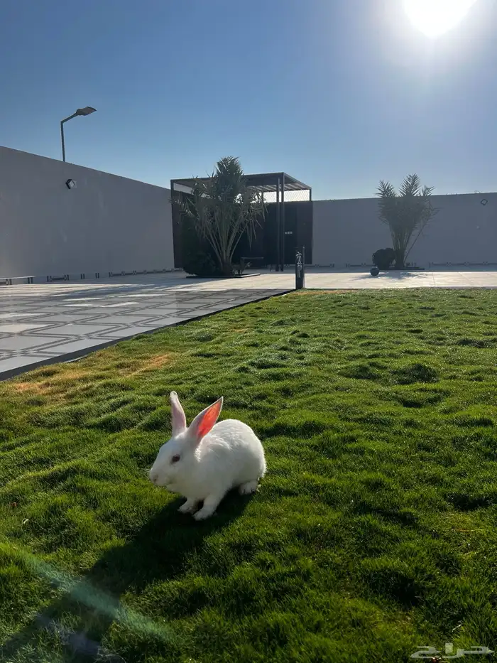 ارنب للبيع 0