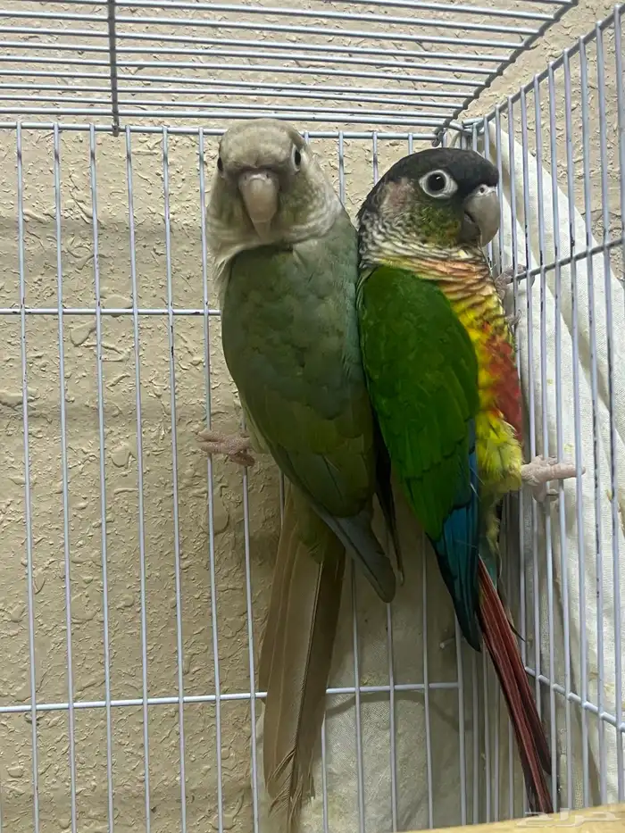 جوز كنيور تركيب جديد 0