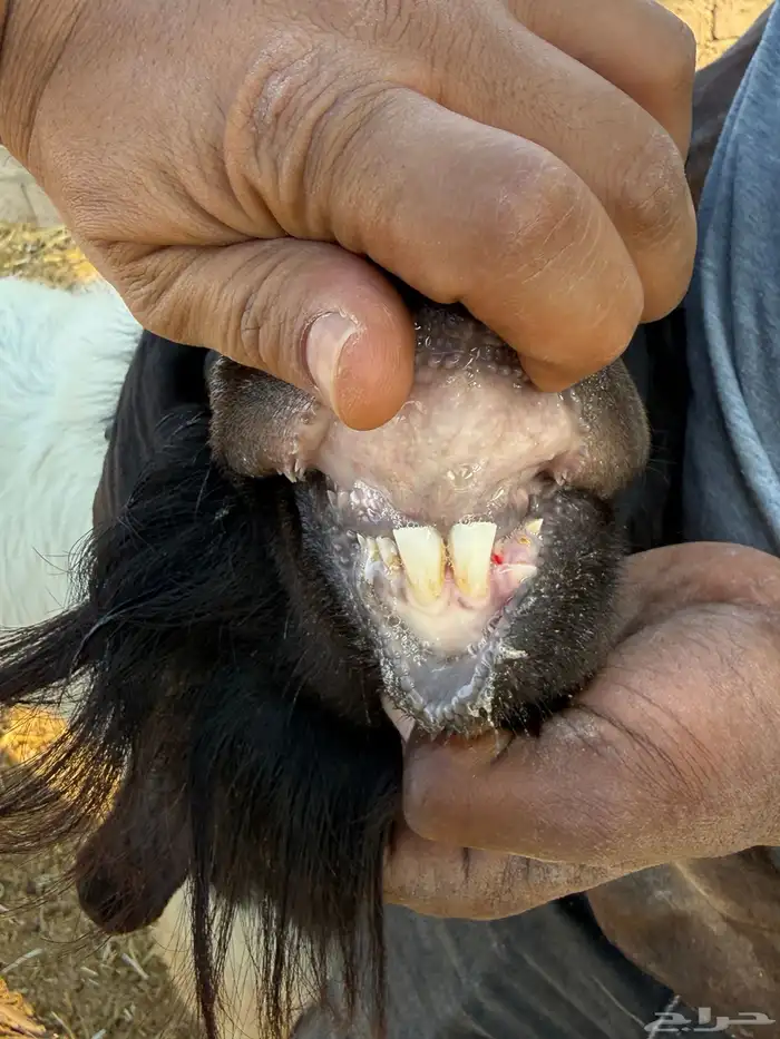 فحول هجين بورقت مستوى طيب 6