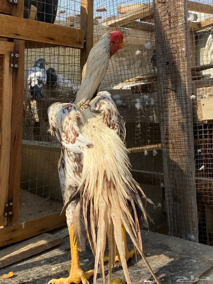 اذناب الهند جوز الأجداد مستورد 2