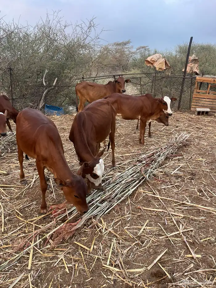 للي يرغب في تاسيس مراح بقر بلدي 5خبيش مراح واحد دهم و2ذكرا 4