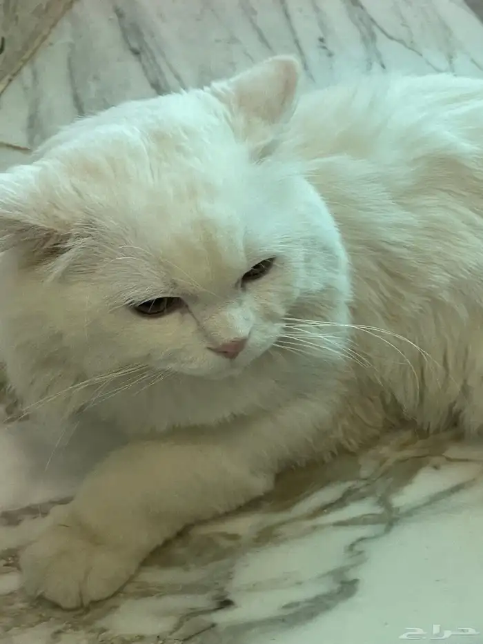 قط شيرازي للتبني مع كامل اغراضه 2