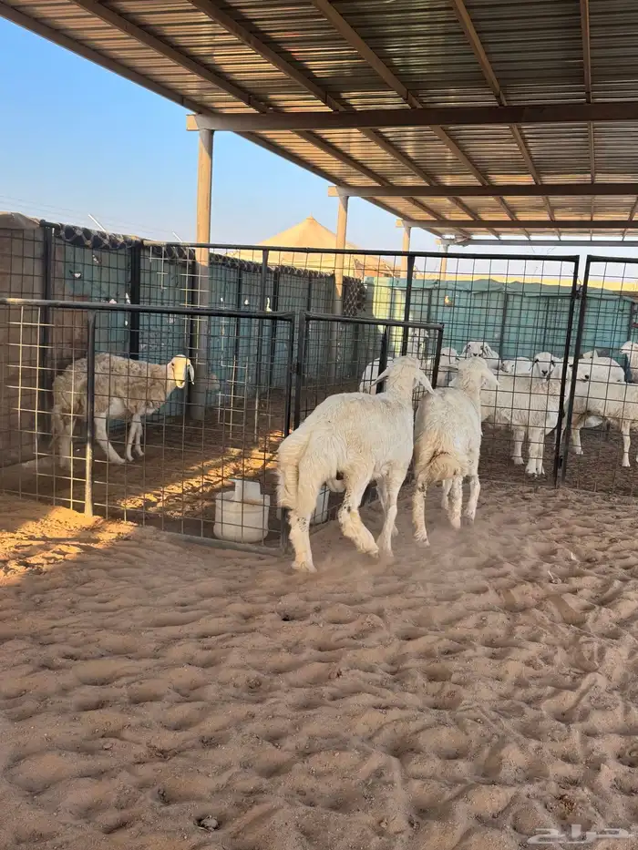 خرفان حري جبر 1