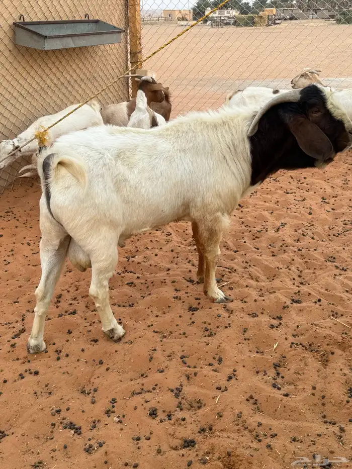 تيس هجين بورقوت 3