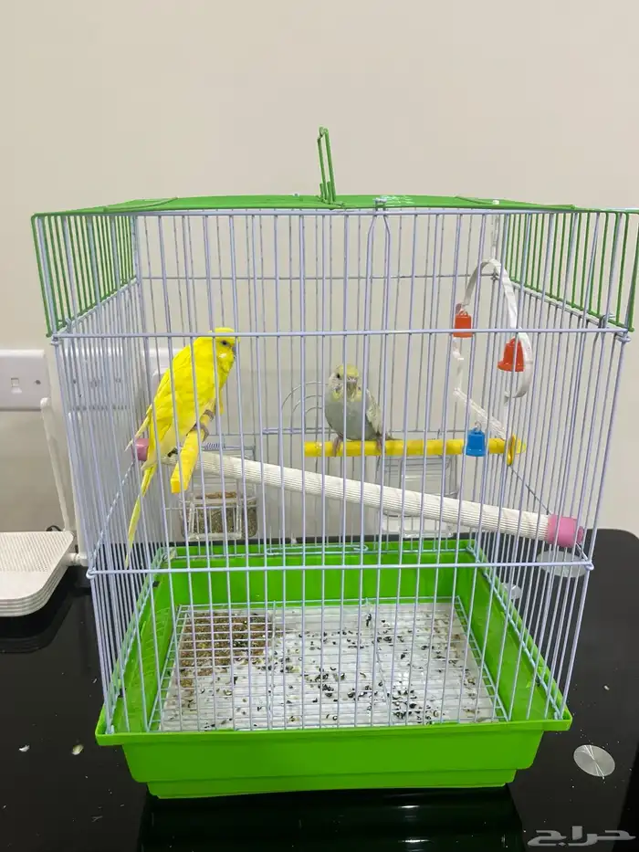 عصافير بادجي جوز 1