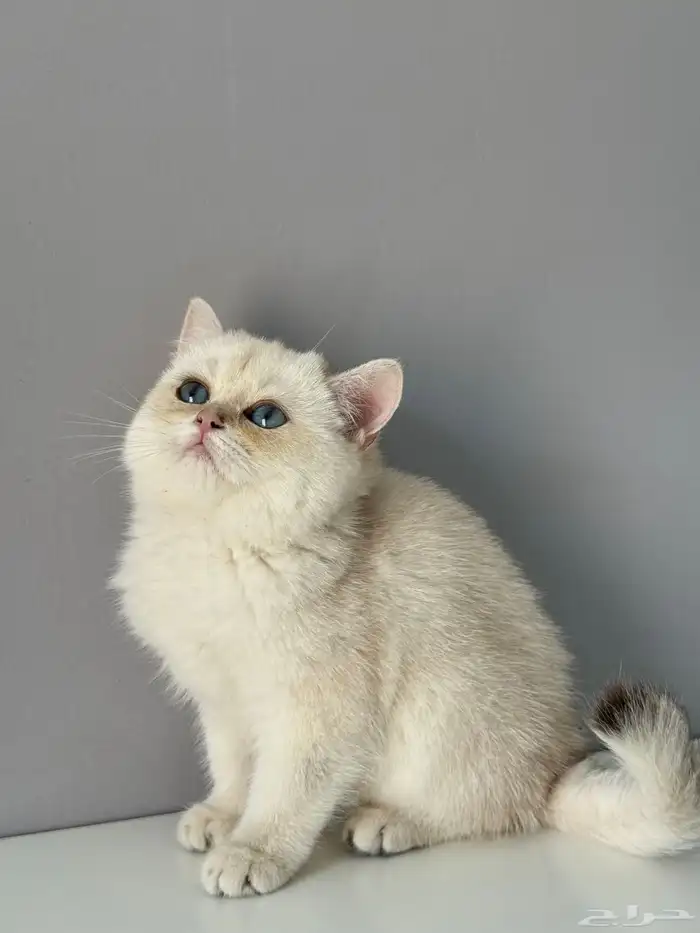 كيتن قطط قطوه قطه قط سكوتش 5