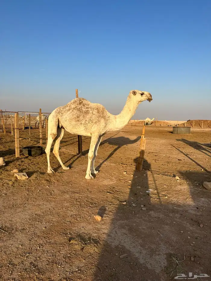 ناقة السن رباع 1