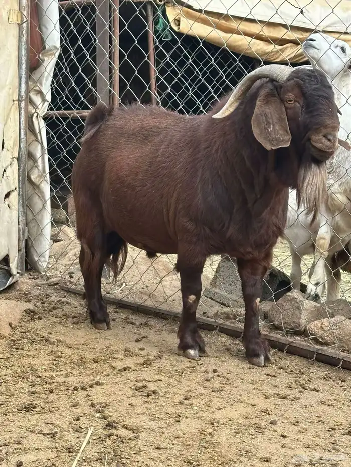 تيس كلهاري جامع بيور 1