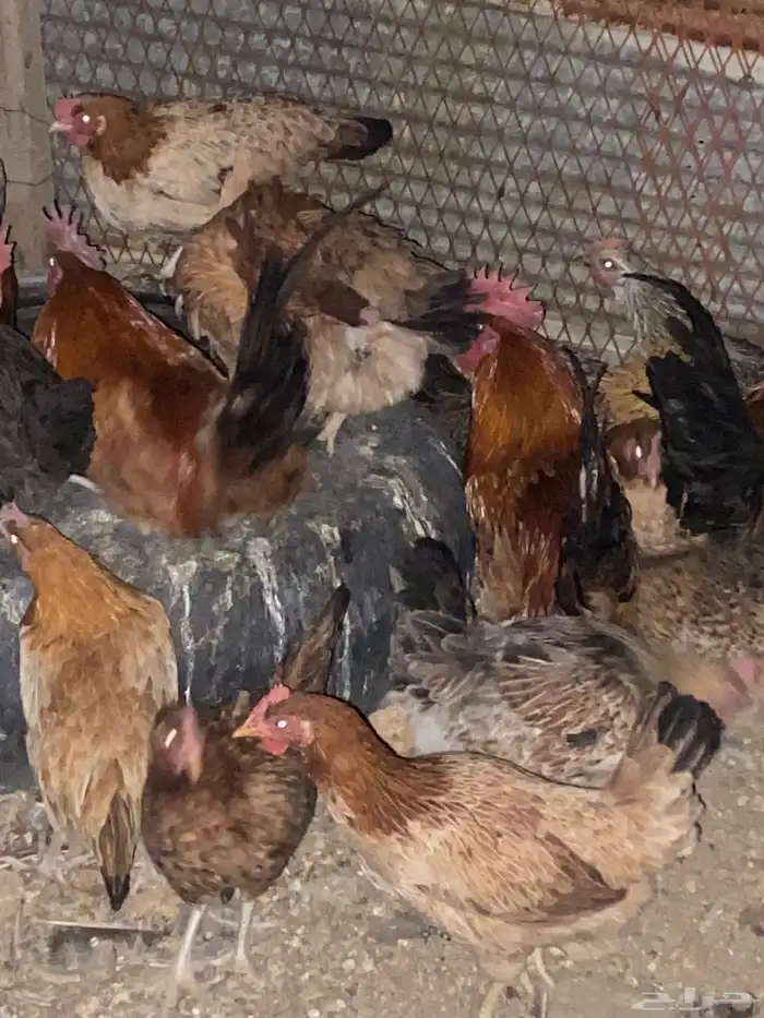 دجاج بلدي فري الوان حمر فواتح بياض شرط 1