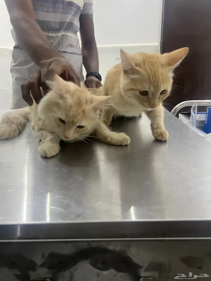 قطط عدد 2 ذكر وانثى اخوان للتبني العمر 4 شهور تقريبا 0