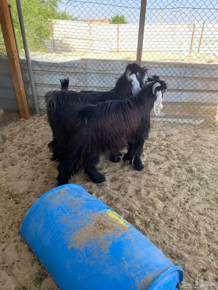 تيوس عوارض مشاريع للبيع 8