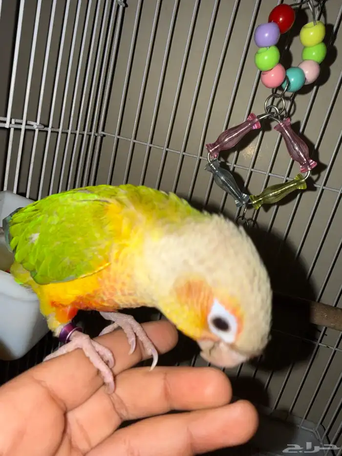 بغبغاء كنيور متكلم عنده مين ويبوس هدد خارجي وداخلي 1