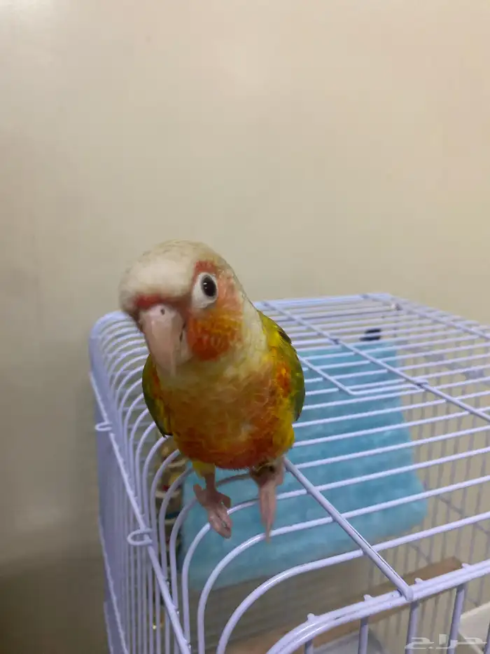 كنيور اناناس 1