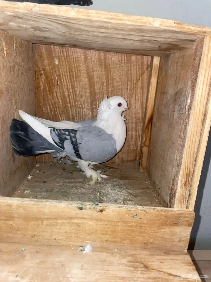 ذكر القطيفي ذكر حب الرمان 0