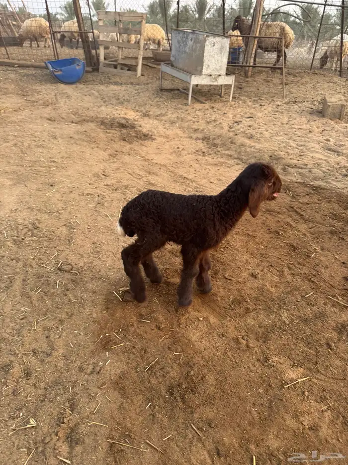 داغور نعيم خروف 1