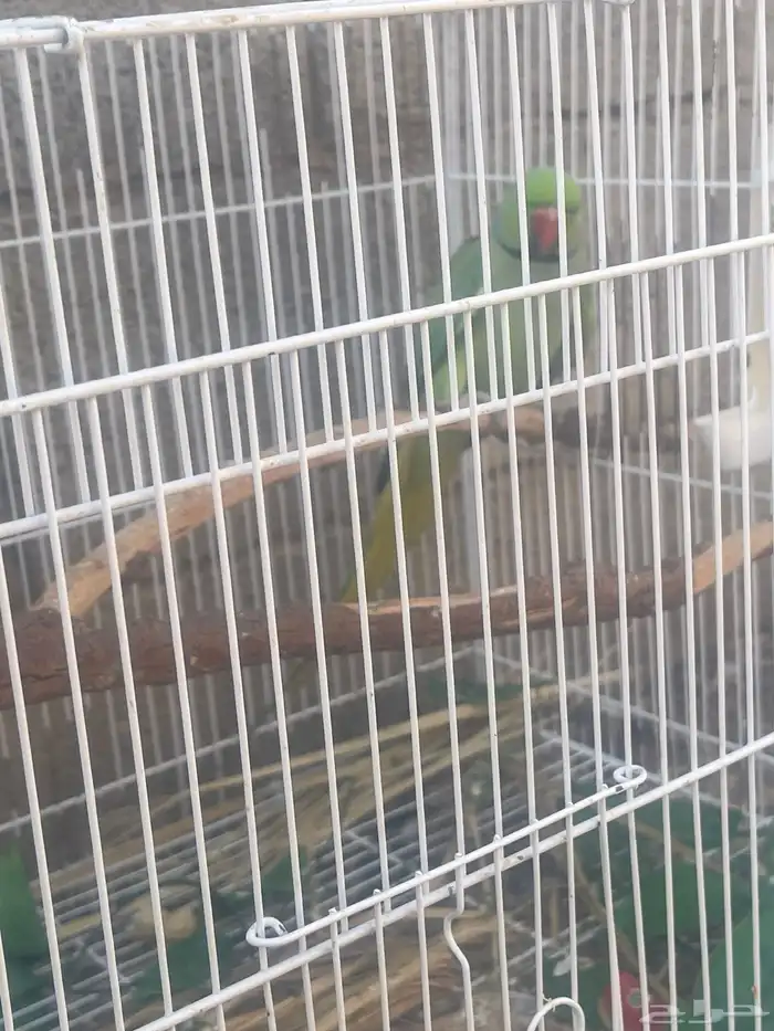 ببغاء دره للبيع 1