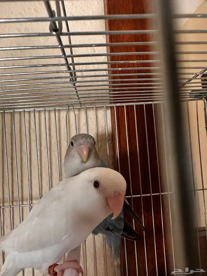 Beautiful Pair of Lovebirds for Sale   Healthy   Active 8