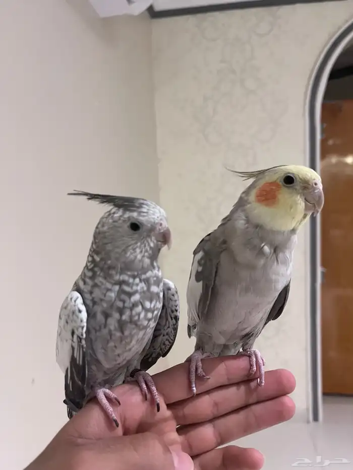 كروان زوج اليف للبيع 1