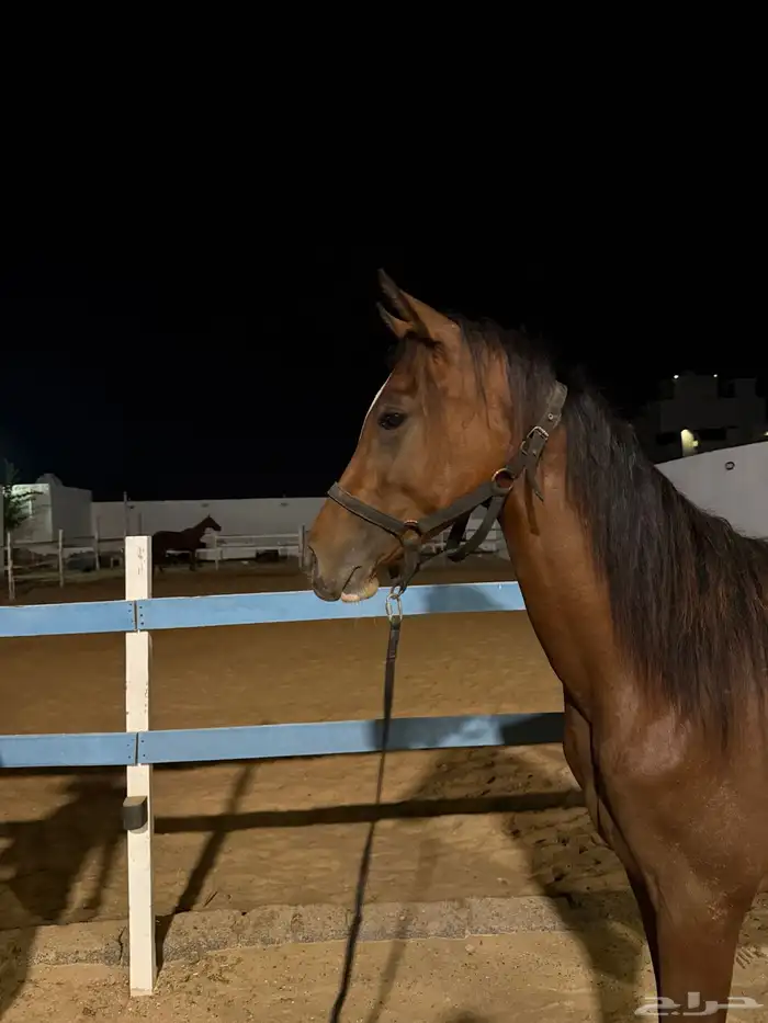 للبيع مهر عربي شعبي 0