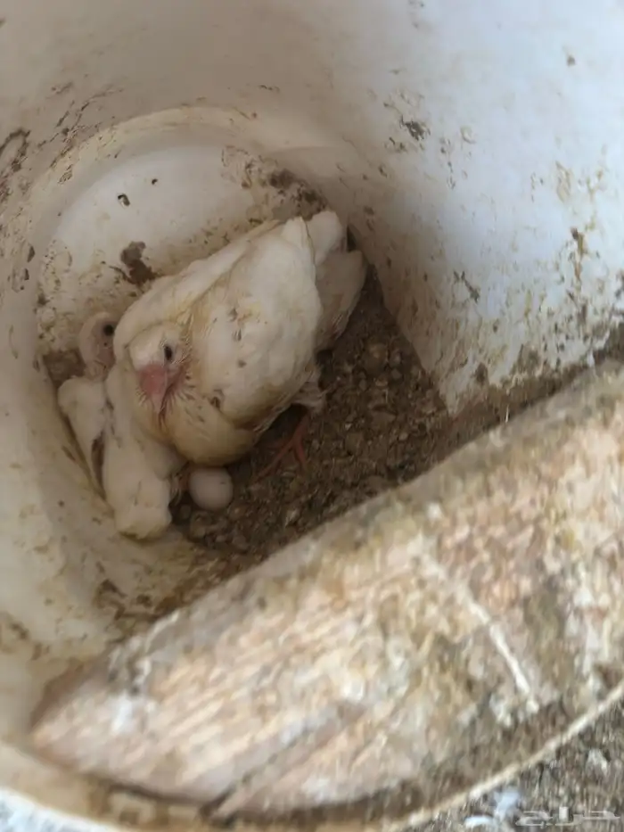 زغاليل حمام فرنسي 1