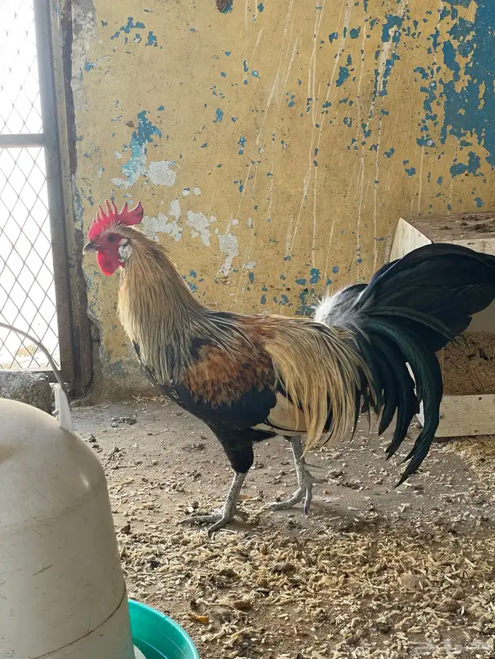 ديك يوكوهاما 1