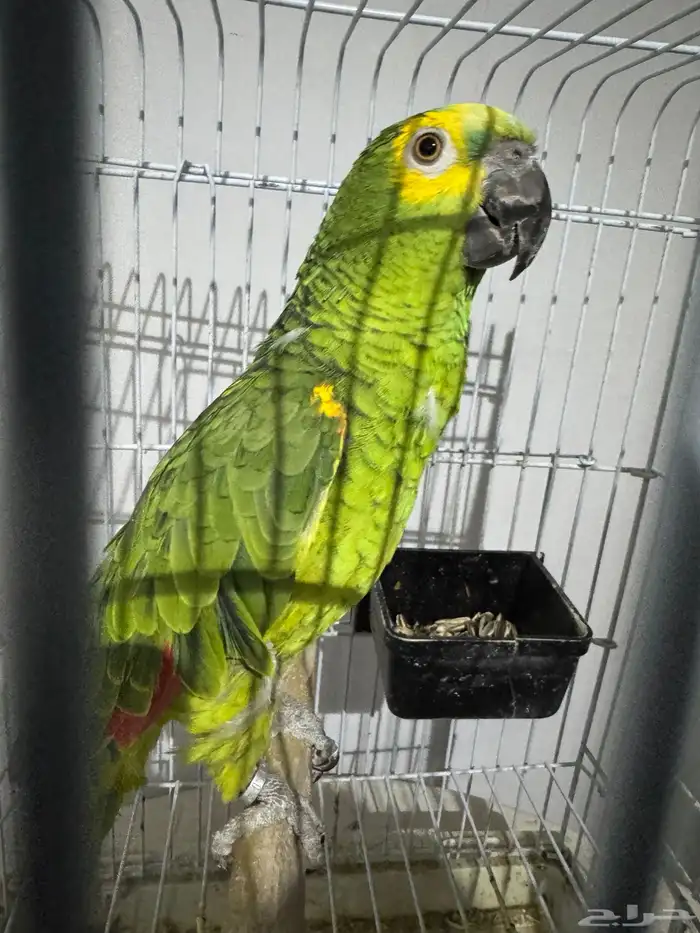 بغبغاء امزوني يلوفرنتد 7