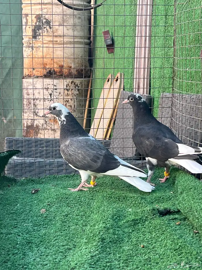 حمام قطايف طبات 9