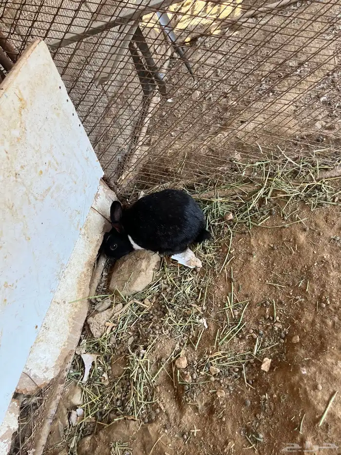 ارانب للبيع 14