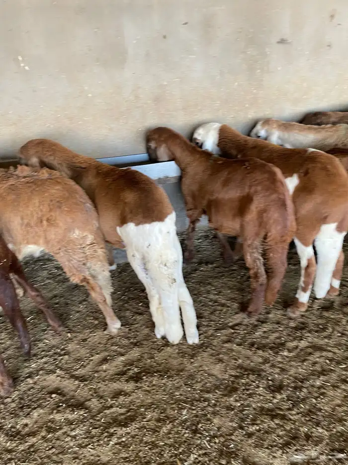 غنم سواكن مخاصي 10