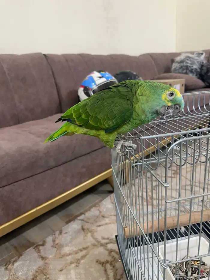 امزوني بلوفرنتد بلوفرند 3