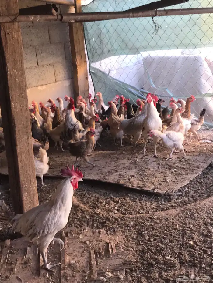 دجاج بلدي وفيومي للبيع 1