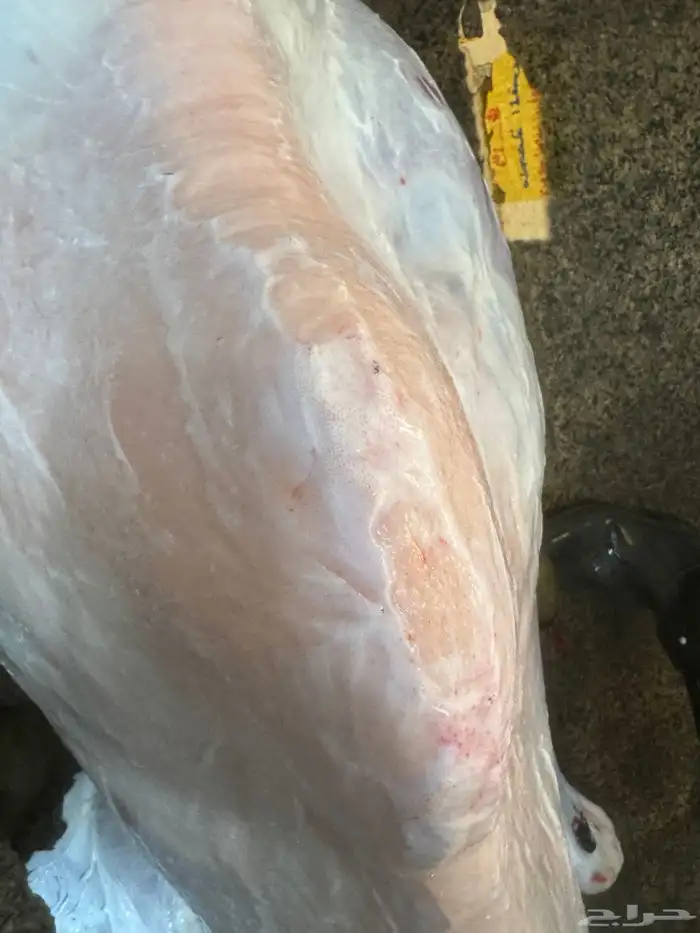 حاشي بلدي شرط مسحوب من أمه والحم تحدي 2