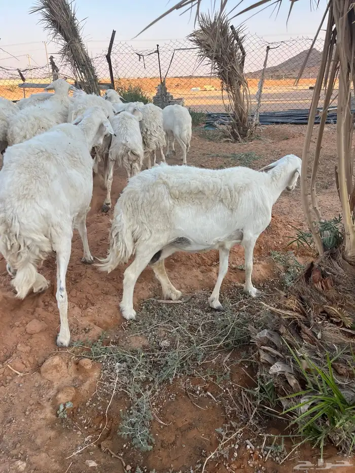 للبيع شياه حريات 5