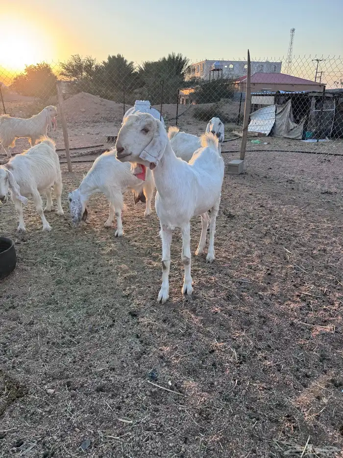 معزا مصريات جم دفيع وحليب 20