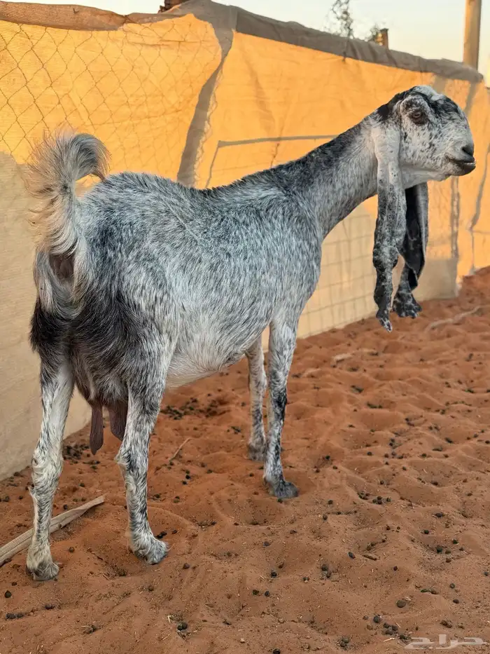 عنز مطوره حاصب 2