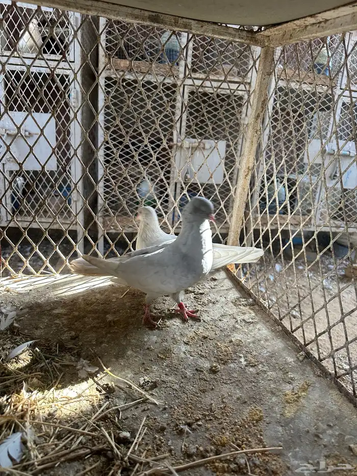 قلاب كورة ودجاج للبيع 0