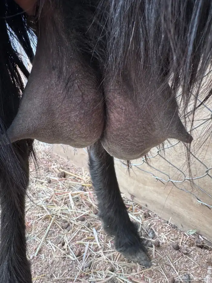 عنز قبرصيه حليب 5