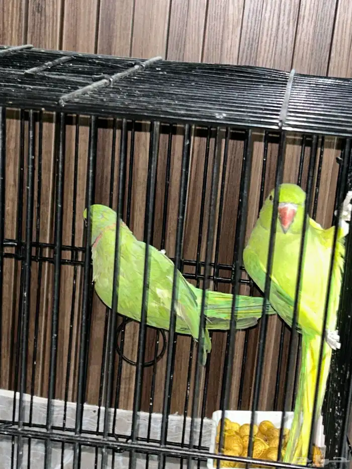 ببغاء درة هندي 3