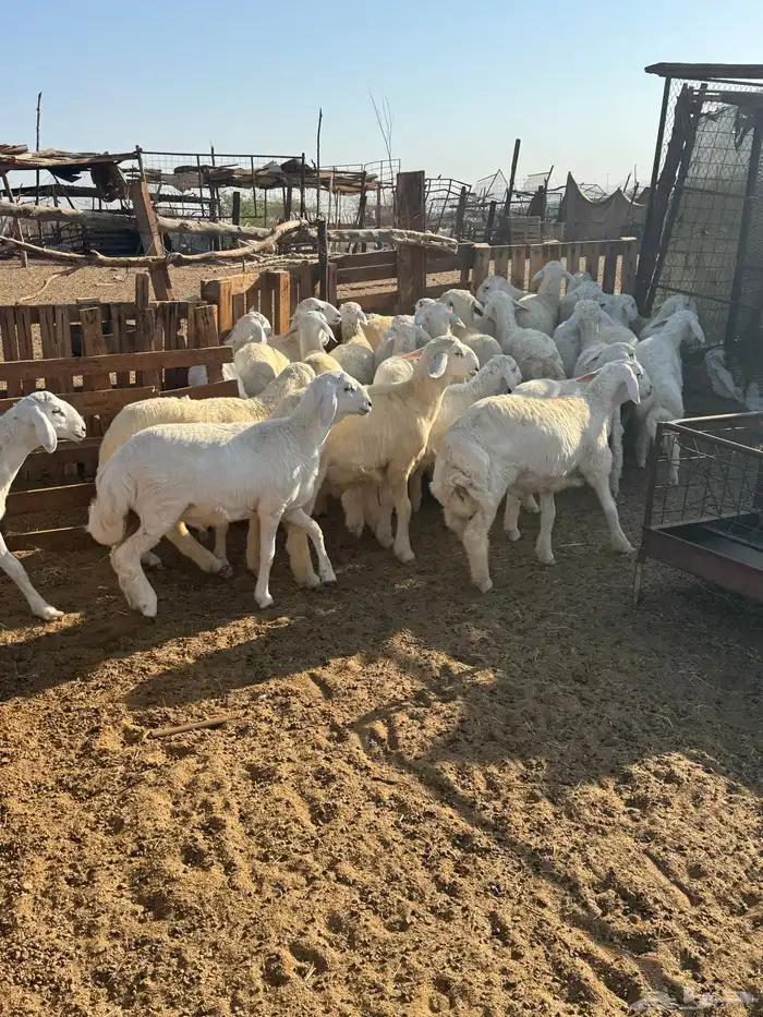 طليان ذبائح من مراحي 0