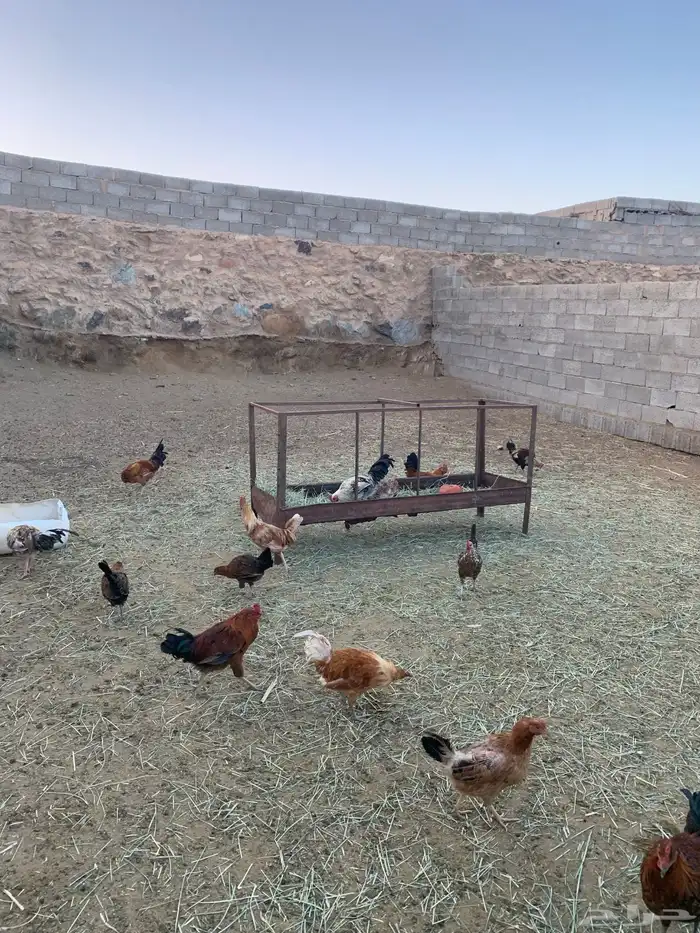 ديكه بلدي العمر 8 شهور 1