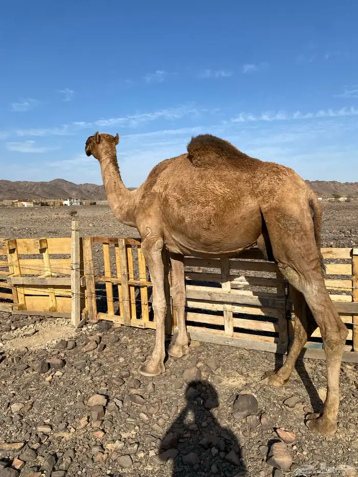 حمراء دهماء ضريبه مجموع بالحليب مبيوع ولدها الحد 4800 1