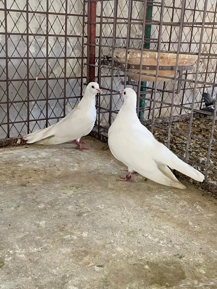 حمام صنعاوي 2