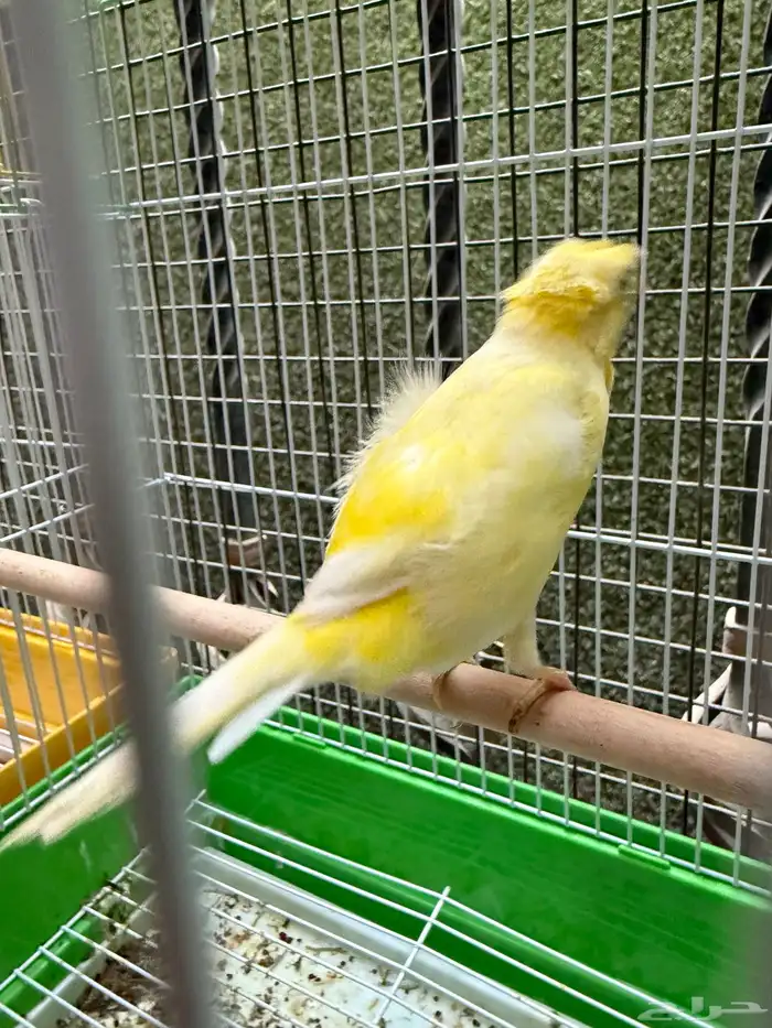 للبيع مجموعة كناري 2