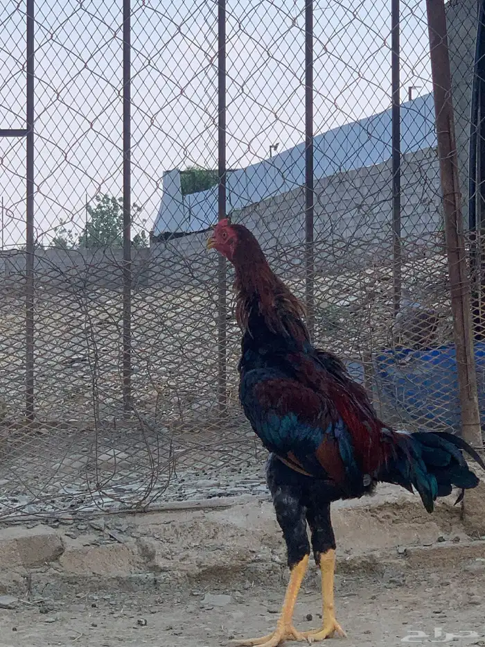 ديك باكستاني 2