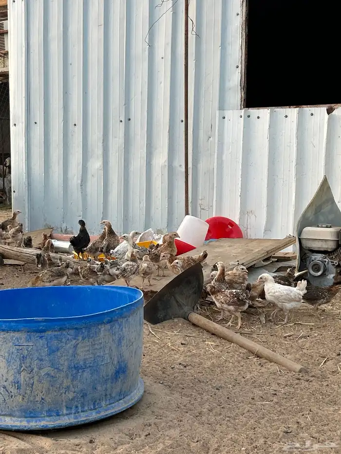 فروخ بلدي عمر شهر وا ونص 2