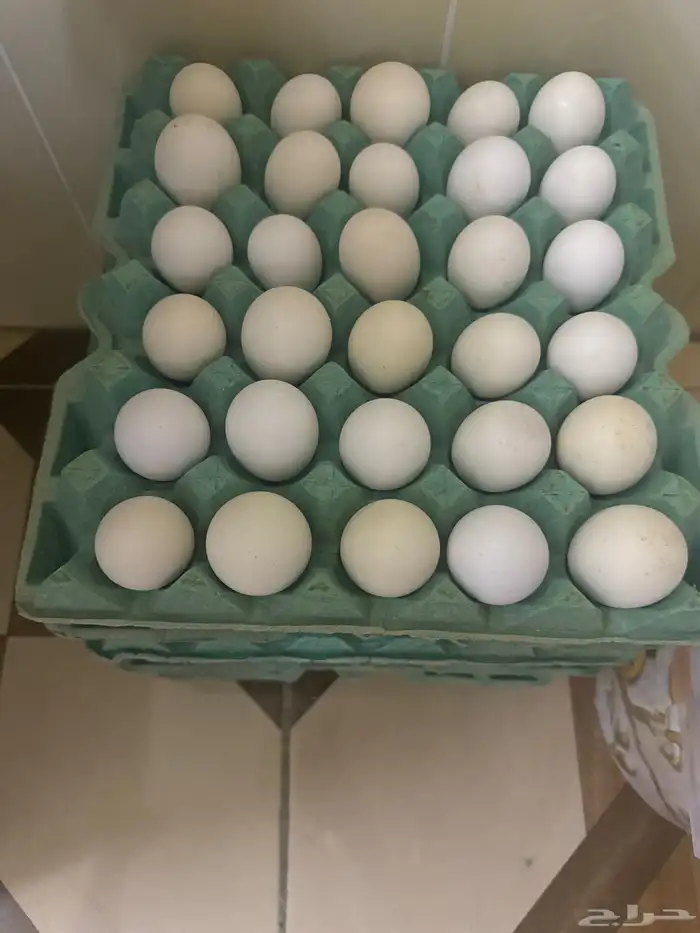 بيض بلدي مخصب 0