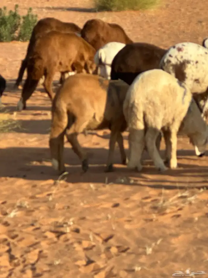 رفيد جذعان مرابي طب وتخير 89