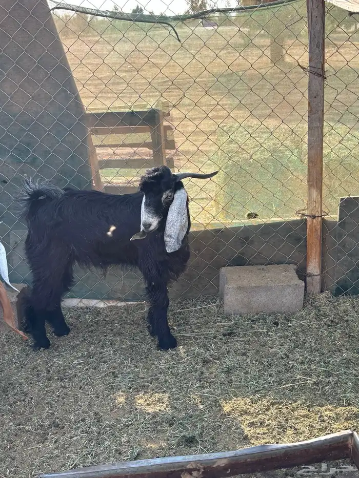 تيس فحل عارضي جذع 0