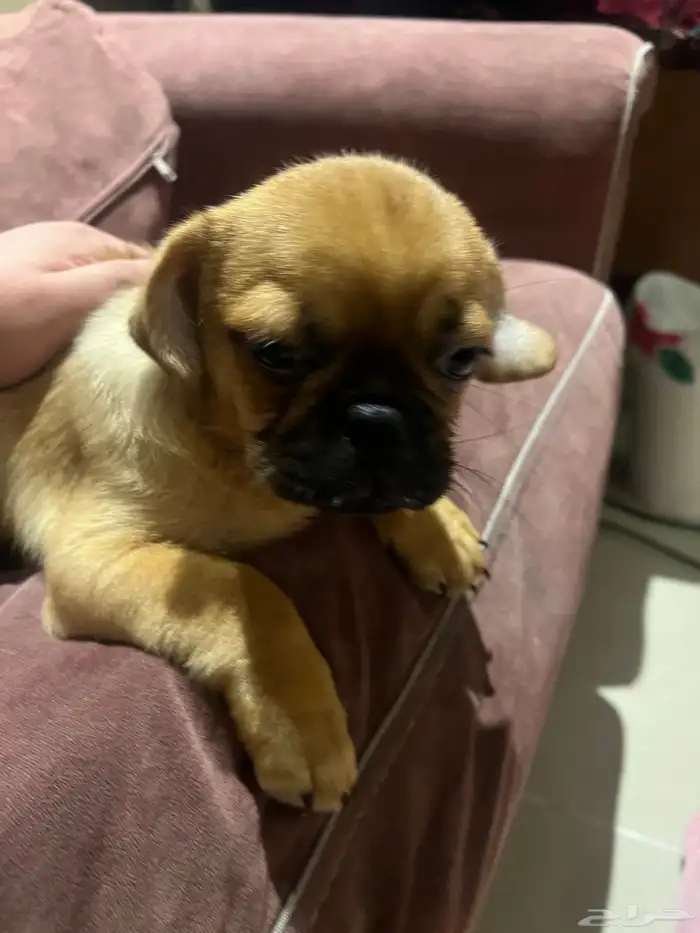 كلب كلاب باغ اليف نظيف 3