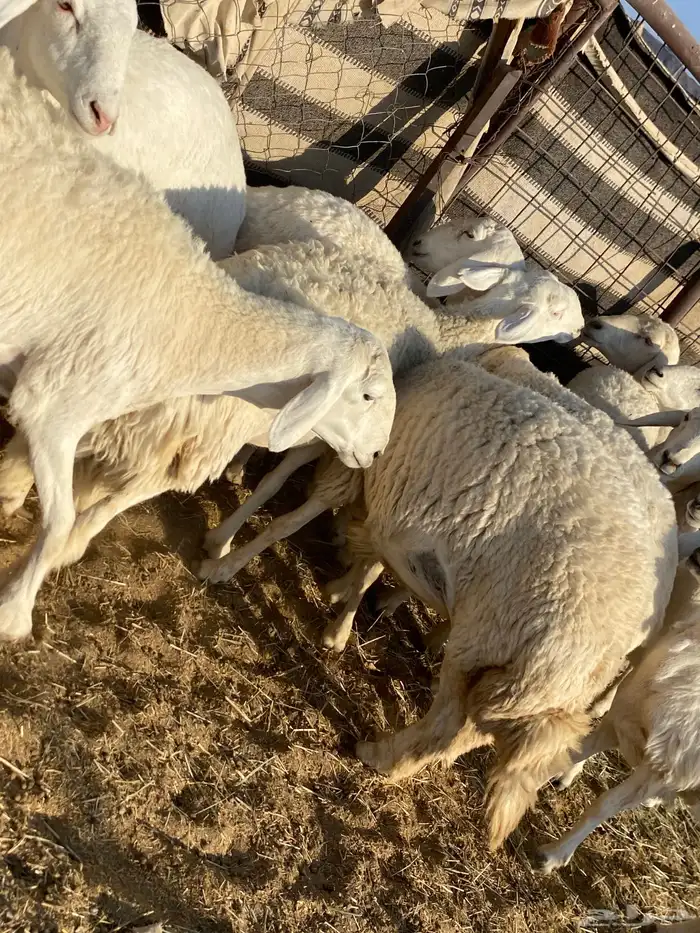 جذعات دفيع صنف الصنف 5